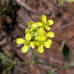 Hirschfeldia incana (Buchan Weed) at Hackett, ACT - 30 Jan 2013 by waltraud