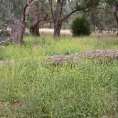 Hirschfeldia incana at Hackett, ACT - 31 Jan 2013