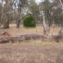 Hirschfeldia incana at Hackett, ACT - 31 Jan 2013