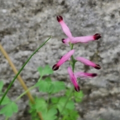 Fumaria muralis subsp. muralis (Wall Fumitory) at Mitchell, ACT - 23 Aug 2024 by trevorpreston