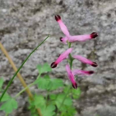 Fumaria muralis subsp. muralis (Wall Fumitory) at Mitchell, ACT - 23 Aug 2024 by trevorpreston