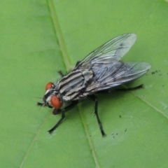 Sarcophagidae (family) (Unidentified flesh fly) at Conder, ACT - 11 Jan 2024 by MichaelBedingfield