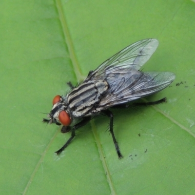 Unidentified Bristle Fly (Tachinidae) at Conder, ACT - 11 Jan 2024 by MichaelBedingfield