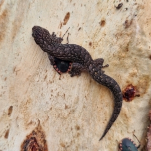 Christinus marmoratus at Mitchell, ACT - 23 Aug 2024