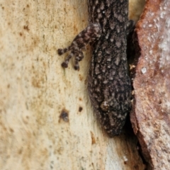 Christinus marmoratus at Mitchell, ACT - 23 Aug 2024