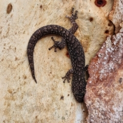 Christinus marmoratus at Mitchell, ACT - 23 Aug 2024 08:17 AM