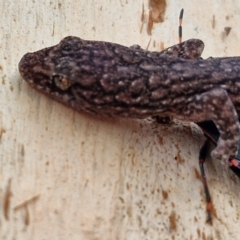 Christinus marmoratus at Mitchell, ACT - 23 Aug 2024 08:17 AM