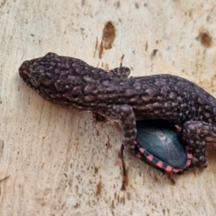 Christinus marmoratus at Mitchell, ACT - 23 Aug 2024 08:17 AM