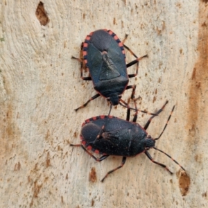 Notius depressus at Mitchell, ACT - 23 Aug 2024