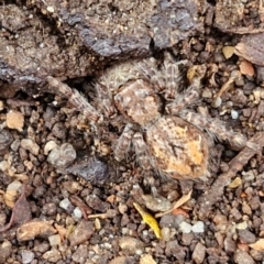 Servaea sp. (genus) (Unidentified Servaea jumping spider) at Mitchell, ACT - 23 Aug 2024 by trevorpreston