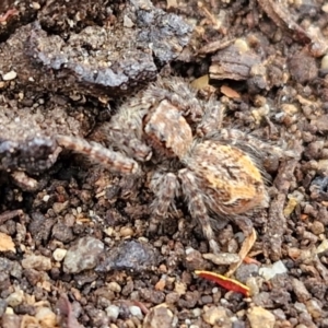 Servaea sp. (genus) at Mitchell, ACT - 23 Aug 2024 08:16 AM