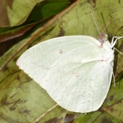 Catopsilia pomona (Lemon Migrant) at Sheldon, QLD - 22 Aug 2024 by PJH123