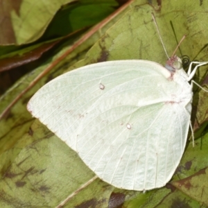 Catopsilia pomona at Sheldon, QLD - suppressed