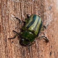 Calomela vittata (Acacia leaf beetle) at Watson, ACT - 22 Aug 2024 by sbittinger