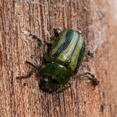 Calomela vittata (Acacia leaf beetle) at Watson, ACT - 23 Aug 2024 by sbittinger