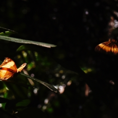 Cupha prosope (Bordered Rustic) at Sheldon, QLD by PJH123