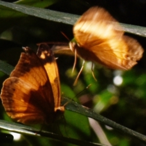 Cupha prosope at Sheldon, QLD - suppressed