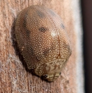 Paropsis atomaria at Watson, ACT - 23 Aug 2024