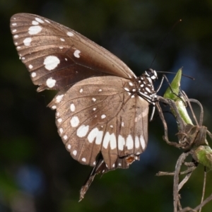 Euploea corinna at Sheldon, QLD - suppressed