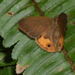 Hypocysta metirius (Brown Ringlet) at Sheldon, QLD - 22 Aug 2024 by PJH123