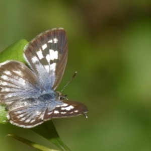 Leptotes plinius at Sheldon, QLD - suppressed