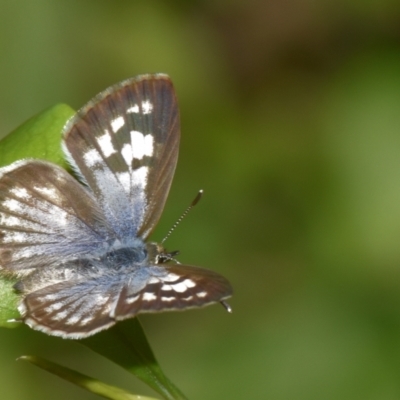 Leptotes plinius (Plumbago Blue) at Sheldon, QLD - 22 Aug 2024 by PJH123