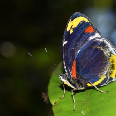 Mynes geoffroyi (Jezebel Nymph) at Sheldon, QLD - 22 Aug 2024 by PJH123