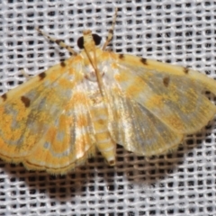 Notarcha aurolinealis (A Crambid moth (Spilomelinae)) at Sheldon, QLD - 8 Mar 2024 by PJH123