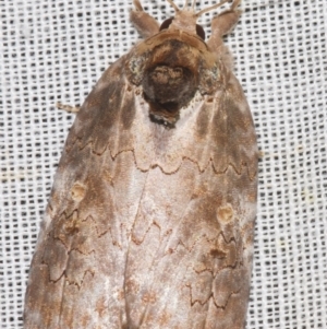 Ochthophora sericina at Sheldon, QLD - 8 Mar 2024