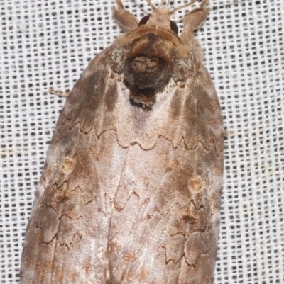 Ochthophora sericina (Sarrothripinae, Nolidae) at Sheldon, QLD - 8 Mar 2024 by PJH123