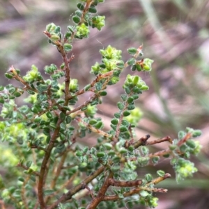 Pultenaea foliolosa at Bookham, NSW - 14 Aug 2024 11:16 AM