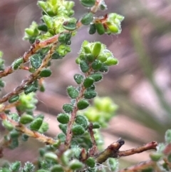 Pultenaea foliolosa at Bookham, NSW - 14 Aug 2024