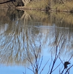 Ornithorhynchus anatinus (Platypus) at Bendoura, NSW - 23 Aug 2024 by AndyTaylor