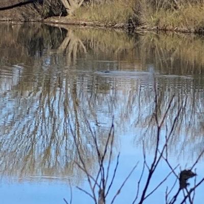 Ornithorhynchus anatinus (Platypus) at Bendoura, NSW - 22 Aug 2024 by AndyTaylor