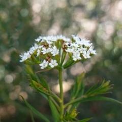 Platysace lanceolata (Shrubby Platysace) at Tianjara, NSW - 21 Aug 2024 by RobG1