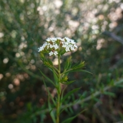 Platysace lanceolata at Tianjara, NSW - 21 Aug 2024 11:52 AM