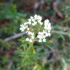 Platysace lanceolata at Tianjara, NSW - 21 Aug 2024 11:52 AM