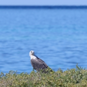 Haliaeetus leucogaster at Meru, WA - 19 Apr 2024 02:06 PM