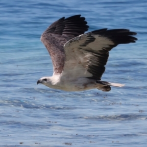 Haliaeetus leucogaster at Meru, WA - 19 Apr 2024