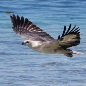 Haliaeetus leucogaster at Meru, WA - 19 Apr 2024