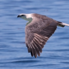 Haliaeetus leucogaster at Meru, WA - 19 Apr 2024