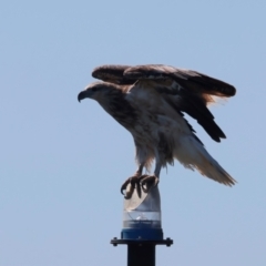 Haliaeetus leucogaster (White-bellied Sea-Eagle) at Houtman Abrolhos, WA - 19 Apr 2024 by jb2602