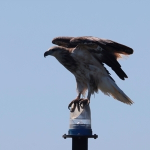 Haliaeetus leucogaster at Houtman Abrolhos, WA - 19 Apr 2024