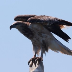 Haliaeetus leucogaster at Houtman Abrolhos, WA - 19 Apr 2024