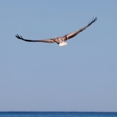 Haliaeetus leucogaster at Houtman Abrolhos, WA - 19 Apr 2024