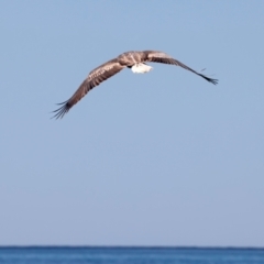 Haliaeetus leucogaster at Houtman Abrolhos, WA - 19 Apr 2024