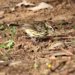 Pyrrholaemus sagittatus (Speckled Warbler) at Strathnairn, ACT - 22 Aug 2024 by Trevor