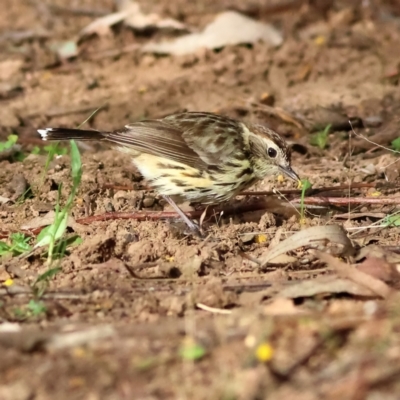 Pyrrholaemus sagittatus (Speckled Warbler) at Strathnairn, ACT - 23 Aug 2024 by MichaelWenke