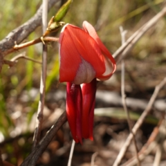 Kennedia rubicunda (Dusky Coral Pea) at Tianjara, NSW - 21 Aug 2024 by RobG1