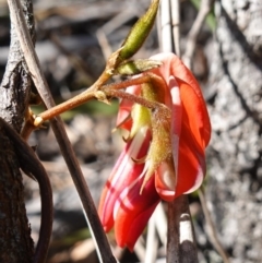 Kennedia rubicunda at Tianjara, NSW - 21 Aug 2024